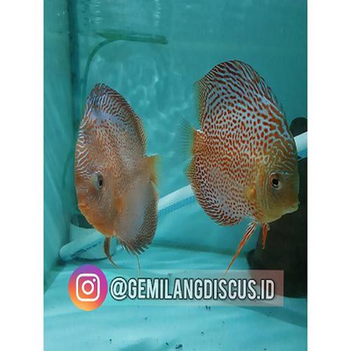 Proven Pair Discus Leopard Snake Skin (LSS)