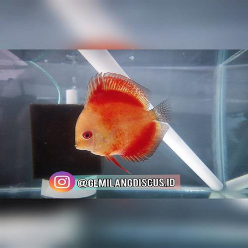 Ikan Discus Red Melon 3 inc up