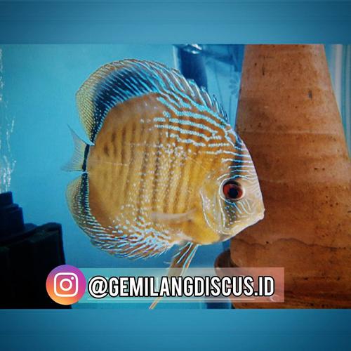 Ikan Discus Alenquer Snakeskin 4.5 inc